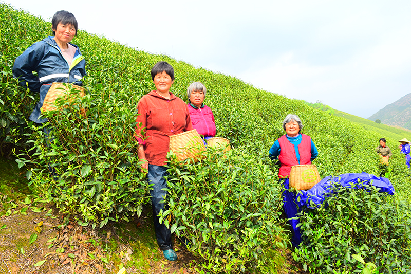 高山白茶采摘